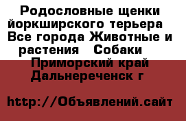 Родословные щенки йоркширского терьера - Все города Животные и растения » Собаки   . Приморский край,Дальнереченск г.